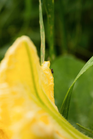 Yellow flower on the background of green grass.