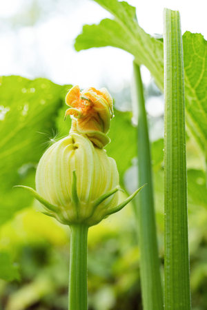 Flower in the garden, closeup of photo.の写真素材