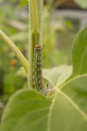 Caterpillar on green leaf