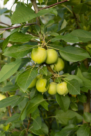 Green apples on a tree in an orchard, ready to harvestの写真素材