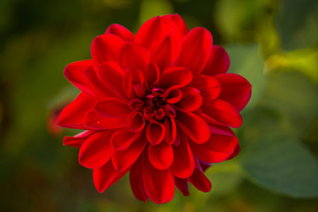 Red dahlia flower on green background.の写真素材