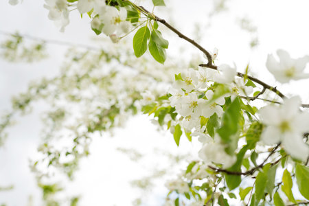 White flowers on the branches of a blossoming apple tree in springの写真素材