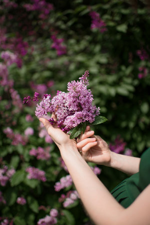 Female hands holding bouquet of lilac flowers in the garden.の写真素材