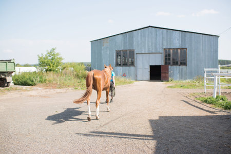 Horse in front of a barn on a sunny summer day.の写真素材