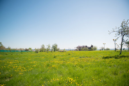 Landscape with green meadow, house and yellow dandelionsの写真素材