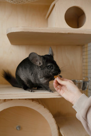 A small gray chinchilla is treated to a treatの写真素材