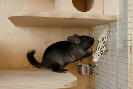 Little gray chinchilla eats hayの写真素材