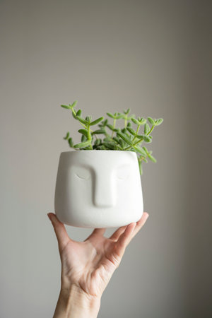 Hand holding a pot with succulent plant on gray background.の写真素材