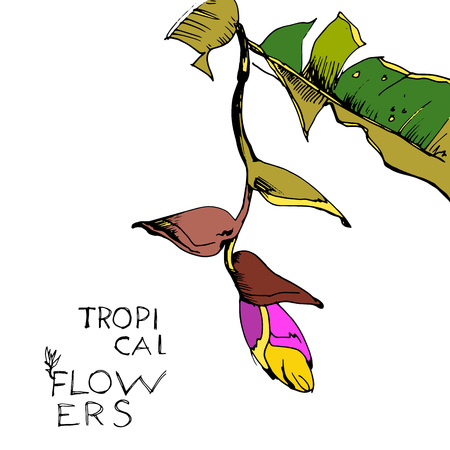 Hand draw tropical flower. Vector illustration. The branch exotic flower. Decorative flowers. Decorative floral background with flowers.のイラスト素材