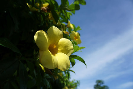 Yellow flower with blue sky background, Allamanda catharticaの写真素材
