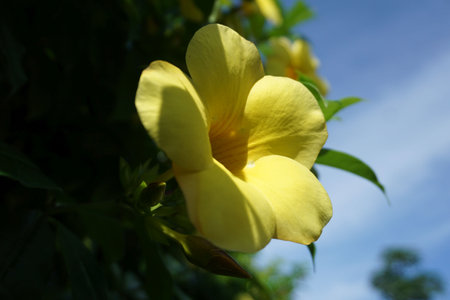 Yellow allamanda flower with blue sky background. (Allamanda cathartica)の写真素材
