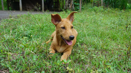 Cute dog lying on the grass in the garden, Selective focus.