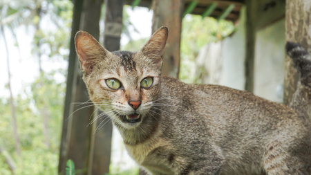 Portrait of a cat with green eyes in the garden, Thailand.の写真素材