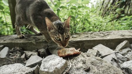 hungry stray cat eats a piece of meat on the street.の写真素材