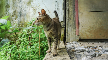 Domestic cat walking in the garden. Selective focus. Animal.の写真素材