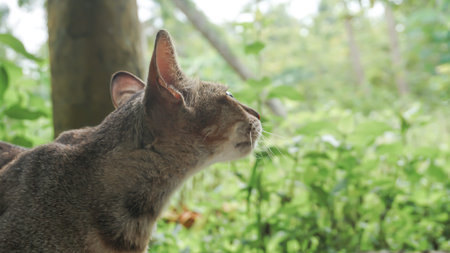 Cat in the garden. Cat in the garden. Cat in the garden.の写真素材