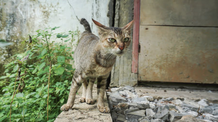 A stray cat is standing in front of the entrance to the house.の写真素材