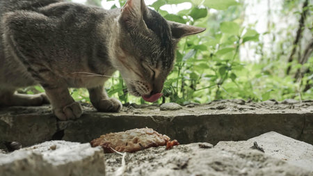 cat eating a piece of meat from a piece of bread in the gardenの写真素材