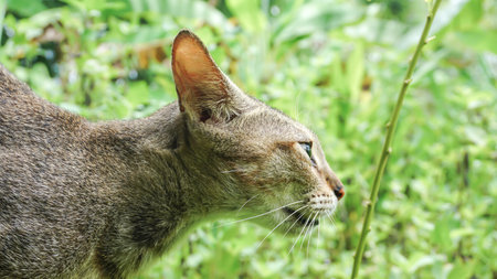 Portrait of a cat in the garden with green grass background.の写真素材