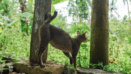 Cat in the jungle of Bali island, Ubud, Indonesiaの写真素材