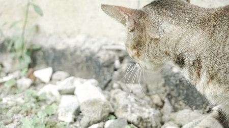 Cute cat on the street. Selective focus. nature.の写真素材