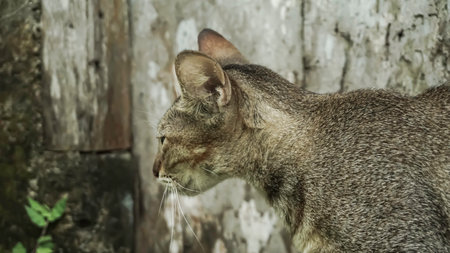 Close up of a cat in a zoo. Shallow depth of field.の写真素材