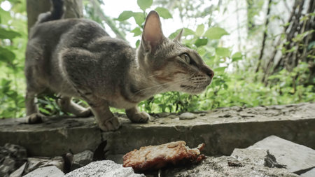 Domestic cat with a piece of meat in his mouth on the streetの写真素材