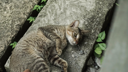 Cat sleeping on the stone floor in the garden. Selective focus.の写真素材