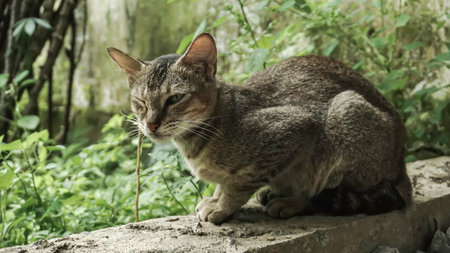 Domestic cat on the street in the afternoon. Selective focus.の写真素材