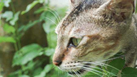 Close up of cat face and green leaf background. Selective focus.の写真素材