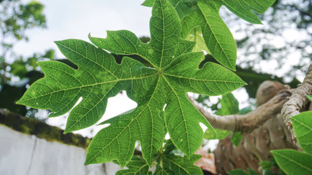 Papaya leaf on the tree in the garden, stock photoの写真素材