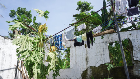 Papaya tree falls onto children's clothes drying in the sun against a blue sky background, Indonesia.の写真素材