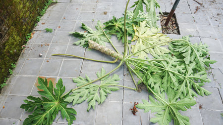 Papaya tree fall in floor at Indonesia.の写真素材
