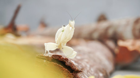 Praying mantis on a piece of wood, Indonesia.の写真素材
