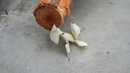Praying mantis on a piece of wood, Indonesia.の写真素材