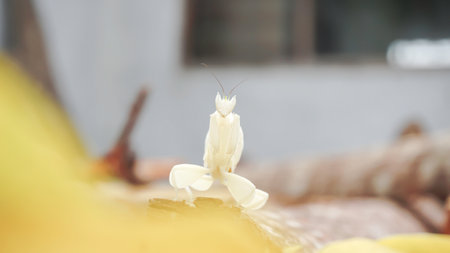 Praying mantis on a piece of wood, Indonesia.の写真素材
