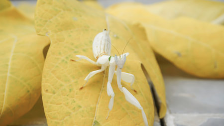 Mantis grasshopper on yellow papaya leaf, closeup, Indonesia.の写真素材