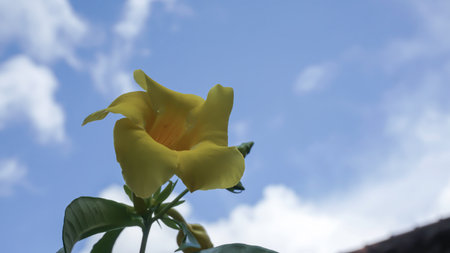 Yellow allamanda flower with blue sky and white cloud background.の写真素材