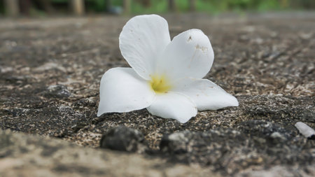 Frangipani flower on cement floor,soft focus,selective focusの写真素材