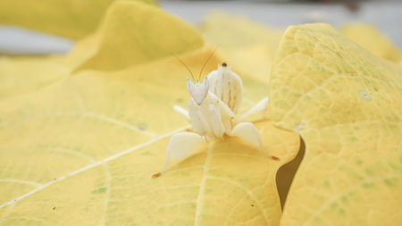 Mantis grasshopper on yellow papaya leaf, closeup, Indonesia.の写真素材