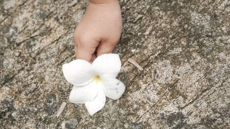 White frangipani flower in todler hand on cement floor background.の写真素材