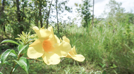 Yellow flower in the garden with nature background. (Allamanda cathartica)