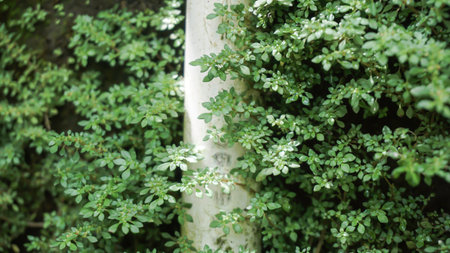 Water pralon with green leaves background on the wall, Indonesia.