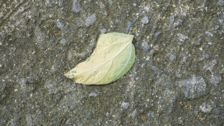 Orange leaves on the ground, Indonesia Close-up.