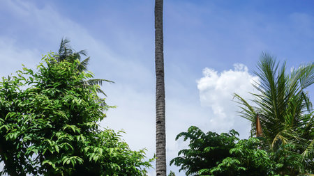 Coconut tree with blue sky and white clouds, Indonesia.の写真素材