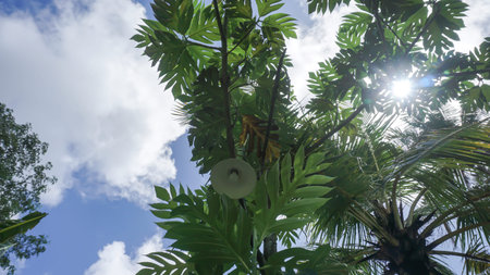 Trees in the forest with blue sky background, Indonesia.
