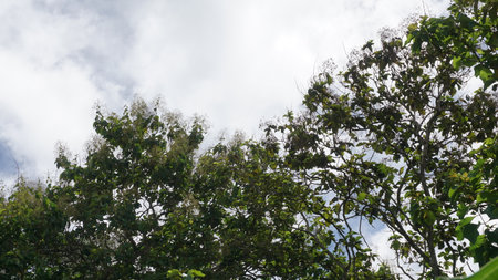 Trees in the forest with blue sky background, Indonesia.の写真素材