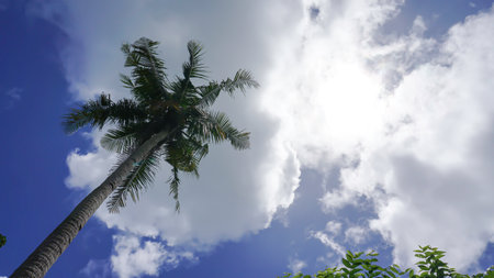 Coconut tree with blue sky and white clouds, Indonesia.の写真素材
