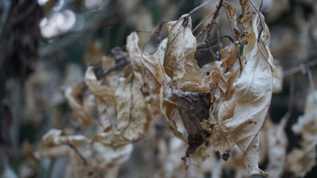 Dry leaves on a tree branch in autumn, close-up.