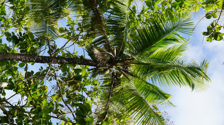 Coconut tree with green leaves on blue sky background, Indonesia.